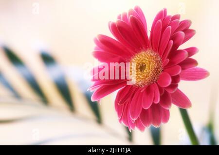 Schöne Gerbera Blume. Gerbera ist in den tropischen Regionen Südamerikas, Afrikas und Asiens beheimatet. Stockfoto