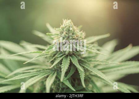 Cannabisfarm am Morgen, legal angebaut, Cannabisanbau. Stockfoto