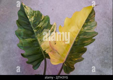 Atemberaubende Farbe und bunte Blätter von Philodendron Caramel Marble, einer seltenen tropischen Pflanze Stockfoto