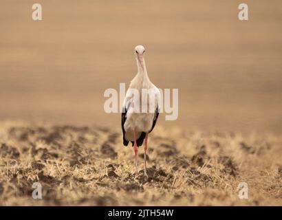 Der Storch auf dem gemähten Feld, frisst Nagetiere und andere Schädlinge. Ein seltener Vogel. Stockfoto