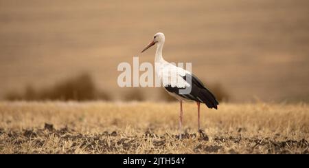 Der Storch auf dem gemähten Feld, frisst Nagetiere und andere Schädlinge. Ein seltener Vogel. Stockfoto