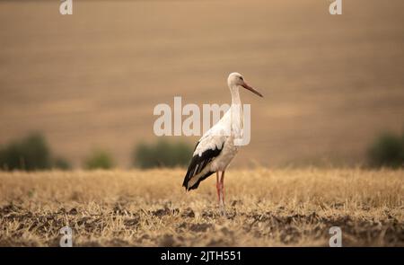 Der Storch auf dem gemähten Feld, frisst Nagetiere und andere Schädlinge. Ein seltener Vogel. Stockfoto