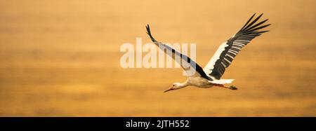 Der Storch auf dem gemähten Feld, frisst Nagetiere und andere Schädlinge. Ein seltener Vogel. Stockfoto