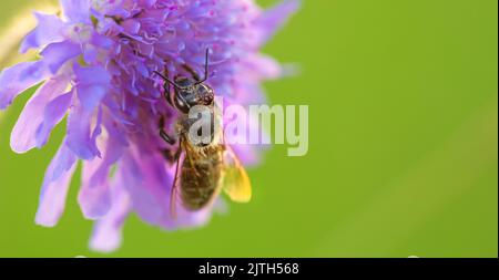 Honigbiene auf blauer Kornblume Nahaufnahme selectiv Fokus natürlicher Hintergrund Stockfoto