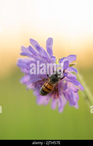 Honigbiene auf blauer Kornblume Nahaufnahme selectiv Fokus natürlicher Hintergrund Stockfoto