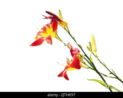 Hemerocallis fulva Blume isoliert auf weißem Hintergrund. Stockfoto