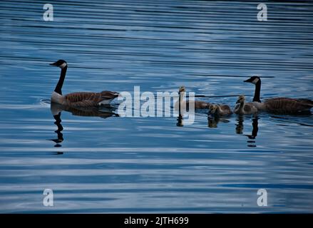 Herde Enten schwimmen in einem See Stockfoto