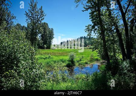 Malerischer Blick auf den Sumpf in der Nähe von Creston, Kanada Stockfoto