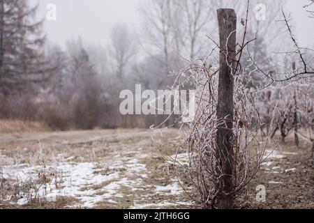 Frozen Vineyard in Foggy Winter mit Trauben, verschneite Bäume im Hintergrund Stockfoto