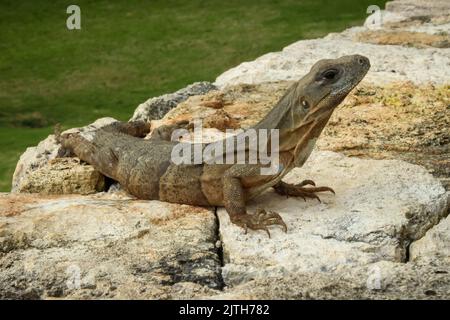 Grün-braune Eidechse, die sich in der Sonne sonnt, während sie aufmerksam auf die Kamera schaut. Stockfoto