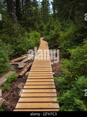 Pfad durch gemäßigten Regenwald. Kurvenreiche Promenade im National Park, British Columbia, Kanada. Niemand, selektiver Fokus, Reisefoto Stockfoto