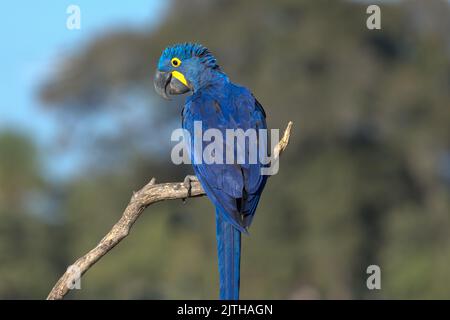Ein leuchtend blauer Hyazinthara (Anodorhynchus hyacinthus), der auf einem Zweig im Pantanal von Brasilien thront. Stockfoto