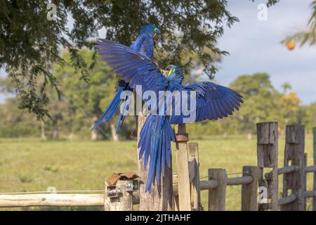 Zwei leuchtend blaue Hyazintharas (Anodorhynchus hyacinthus) zanken auf einem Zaun im Pantanal Brasiliens. Stockfoto