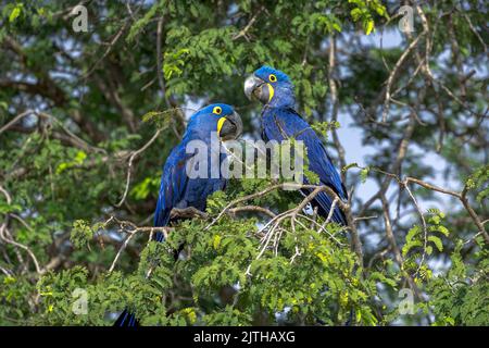 Zwei leuchtend blaue Hyazintharas (Anodorhynchus hyacinthus) thronten in einem Baum im Pantanal von Brasilien. Stockfoto