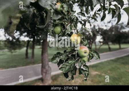 Frische reife Äpfel hängen an einem Ast in einem Apfelgarten an einem Sommertag, Weitwinkel Stockfoto