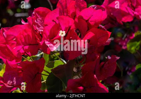 Blühende Bougainvillea, rot-rosa Bougainvillea-Blüten. Bougainvillea Blumen als Hintergrund. Floraler Hintergrund Stockfoto