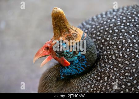 Behelmte Guineavögel (numida meleagris) aus der Nähe des Kopfes, isoliert. Stockfoto