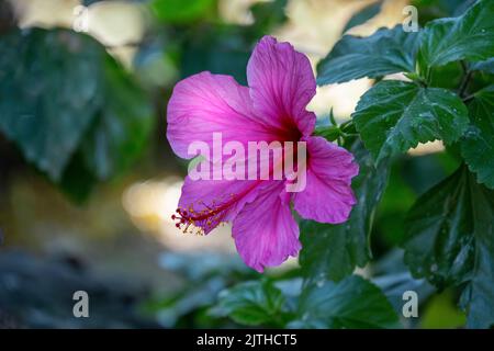 Rot rosa Magenta Hibiskusblüte auf grünem Hintergrund. In einem tropischen Garten. Stockfoto
