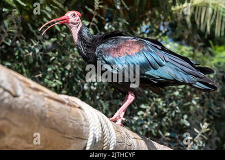 Südlicher Weißkopfflamm (Geronticus calvus), der auf einem Zaun mit grüner Folage im Hintergrund steht. Stockfoto