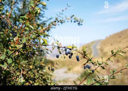 Ein Zweig von reifen Irga-Beeren. Saftige Beeren Stockfoto