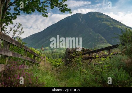 Nordwestlich von Schottland an einem sonnigen Sommermorgen, überwucherter Pfad, eingerahmt von Bäumen, der in die Szene in Richtung Nadelwald, in Richtung des Dramatischen führt Stockfoto