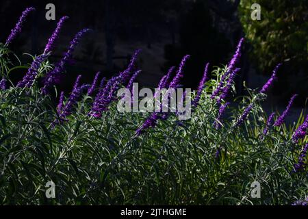 Violette Blüten (Salvia leucantha/mexikanischer Buschsalbei) auf dunklem Hintergrund. Stockfoto