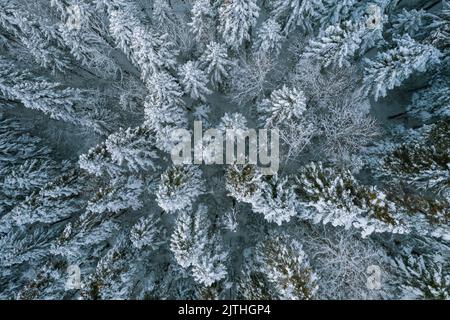 Draufsicht aus der Vogelperspektive auf schneebedeckten Wald und frostige Baumkronen. Fliegen Sie über gefrorenen Winterwald mit schneebedeckten Bäumen. Nadelwald in Stockfoto