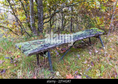 Alte Parkbank im Wald Stockfoto