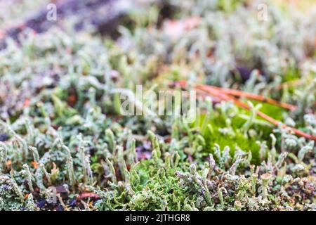 Cladonia Flechten Wachstum in der Natur Stockfoto