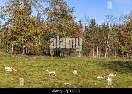 Damwild auf einer Wiese bei einem Wald Stockfoto