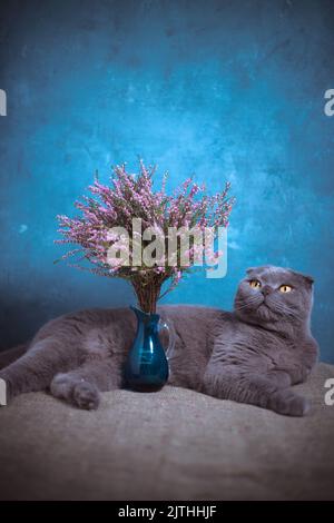 Eine graue Katze liegt auf einem Tisch in der Nähe einer Vase mit Heidekraut auf blauem Hintergrund Stockfoto