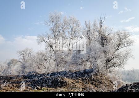 Donauinsel Sodros bei Novi Sad, Serbien. Landschaft mit schneebedeckten Bäumen und gefrorenem Wasser. Stockfoto