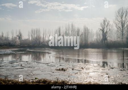 Donauinsel Sodros bei Novi Sad, Serbien. Landschaft mit schneebedeckten Bäumen und gefrorenem Wasser. Stockfoto