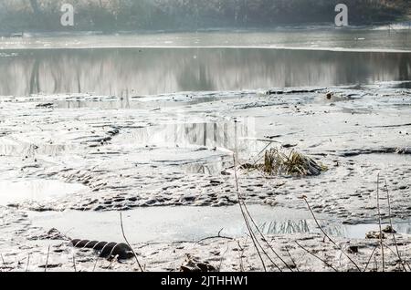 Donauinsel Sodros bei Novi Sad, Serbien. Landschaft mit schneebedeckten Bäumen und gefrorenem Wasser. Stockfoto