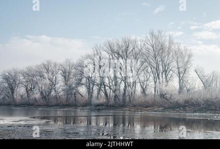 Donauinsel Sodros bei Novi Sad, Serbien. Landschaft mit schneebedeckten Bäumen und gefrorenem Wasser. Stockfoto