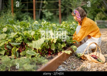 Eine Frau nimmt im Garten des Hauses rote Beete auf Stockfoto