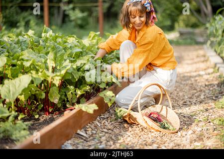 Eine Frau nimmt im Garten des Hauses rote Beete auf Stockfoto