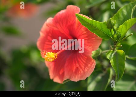 Schöne rote Hibiskusblüte auf grünem Hintergrund. Im tropischen Garten, flacher Freiheitsgrad. Selektiver Fokus. Stockfoto