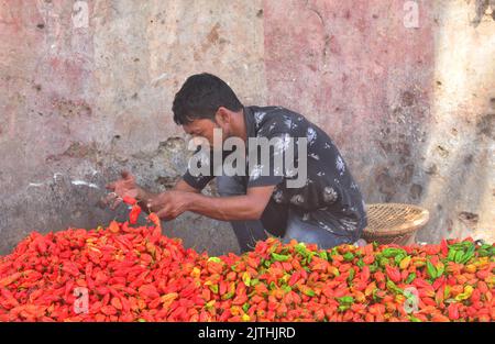 Dimapur, Indien. 31. August 2022. Dimapur, Indien. 31.. August 2022: Ein Verkäufer sortiert Naga King Chili, während er sie auf einem täglichen Markt in Dimapur, Nagaland, verkauft. Naga King Chili, im lokalen Dialekt auch als Raga Morcha bekannt, gehört zur Gattung Capsicum und gilt als eines der heißesten Chilischoten der Welt. Quelle: Caisii Mao/Alamy Live News Stockfoto