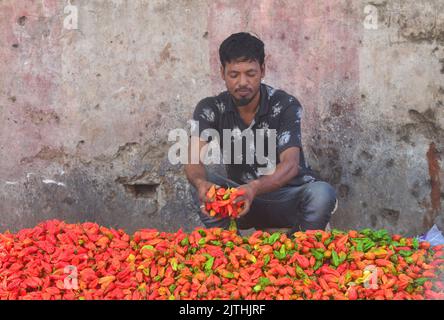 Dimapur, Indien. 31. August 2022. Dimapur, Indien. 31.. August 2022: Ein Verkäufer sortiert Naga King Chili, während er sie auf einem täglichen Markt in Dimapur, Nagaland, verkauft. Naga King Chili, im lokalen Dialekt auch als Raga Morcha bekannt, gehört zur Gattung Capsicum und gilt als eines der heißesten Chilischoten der Welt. Quelle: Caisii Mao/Alamy Live News Stockfoto