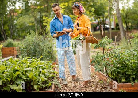 Ein Paar mit einem digitalen Tablet arbeitet im Gemüsegarten Stockfoto