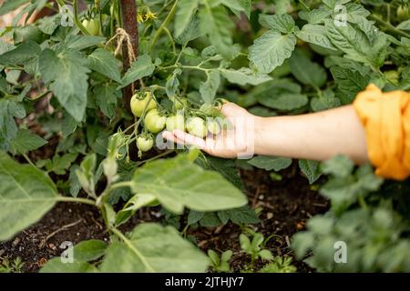 Halten Zweig mit wachsenden grünen Kirschtomaten zu Hause Garten Stockfoto