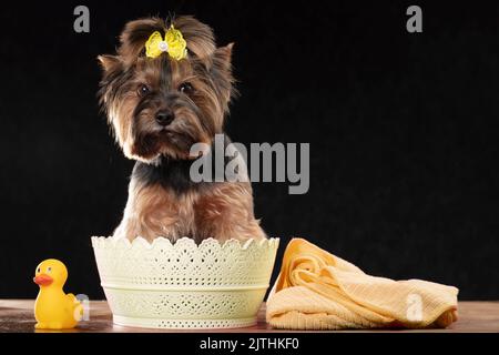 Netter Hund ist bereit zum Baden. Yorkshire Terrier in einem Korb mit Polotsen und einer Gummiente. Hundepflegekonzept. Stockfoto