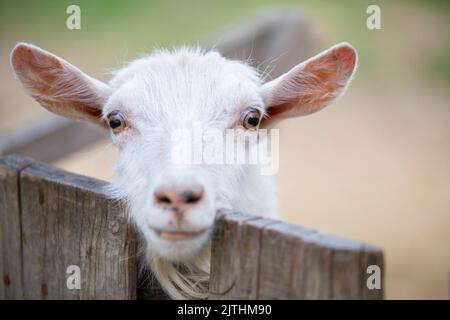 Nahaufnahme einer Ziege in der Nähe eines Holzzauns. Stockfoto