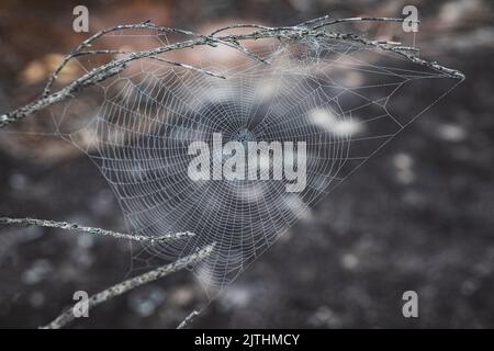 spinnennetz auf Ästen mit Tau in der Nähe von Felsen an der Central Coast von NSW Stockfoto