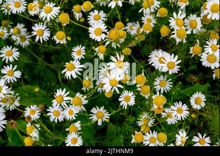 Viele blühende Kamille (anthemis arvensis, Maiskamille) im Feld, aus der Nähe. Stockfoto