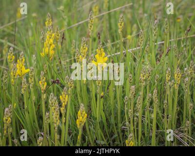 Gelbe Blüten des pfeilgegliederte Besen (lateinischer Name: Genista sagittalis) im Tara-Nationalpark in Westserbien Stockfoto