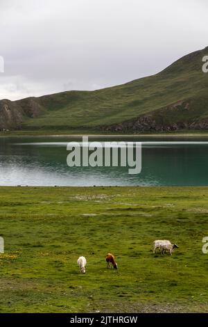 Eine Berglandschaft mit einem ruhigen See und Pferden auf dem Feld Stockfoto