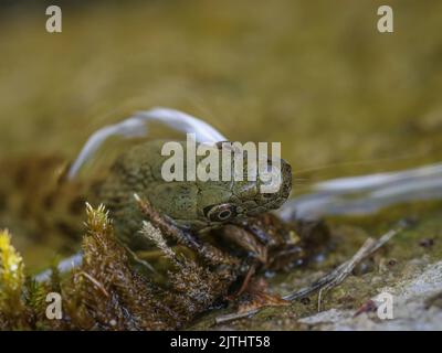 Nahaufnahme des Kopfes der Würfelschlange (lateinischer Name: Natrix tessellata) im Tara-Nationalpark in Westserbien Stockfoto