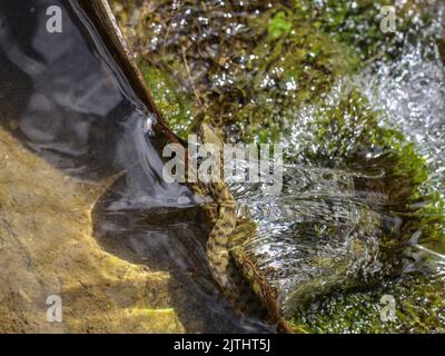 Würfelschlange, lateinischer Name: Natrix tessellata in einem Bach im Tara-Nationalpark in Serbien Stockfoto